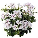 Bild von Geranium Hang P12 Balcon  Glacier White